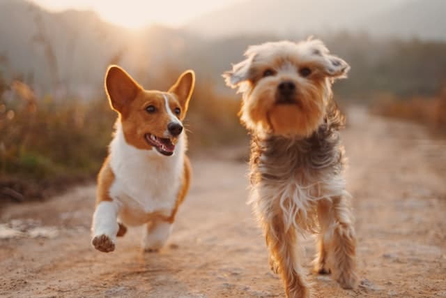 Best Dog Activity Trackers